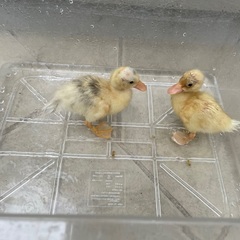 ご家族決まりました！コールダック🐥　 - 地元のお店