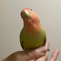 コザクラインコ里親募集【里親様決定しました。】