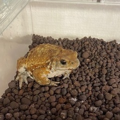 ミヤコヒキガエル