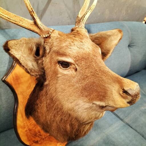 鹿剥製 壁掛けオブジェ ハンティングトロフィー○BA04W027