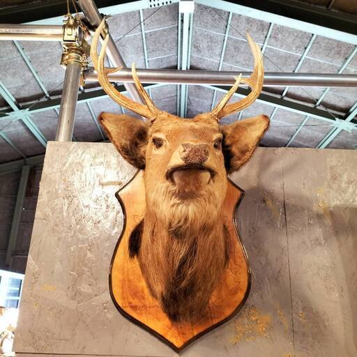 鹿剥製 壁掛けオブジェ ハンティングトロフィー○BA04W027