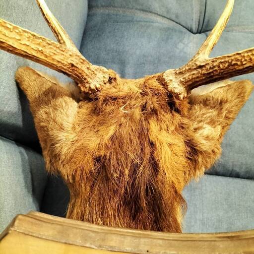 鹿剥製 壁掛けオブジェ ハンティングトロフィー○BA04W027