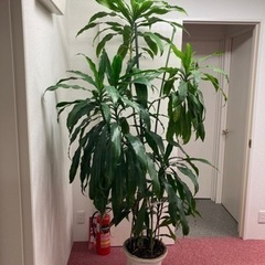 観葉植物の画像