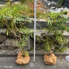 植木　マホニア