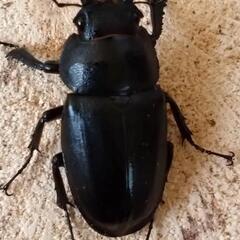 値下げしました！国産ノコギリクワガタ大型ペアの画像