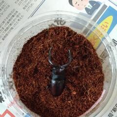 値下げしました！国産ノコギリクワガタ大型ペアの画像