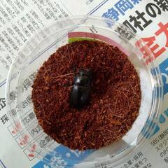 値下げしました！国産ノコギリクワガタ大型ペアの画像