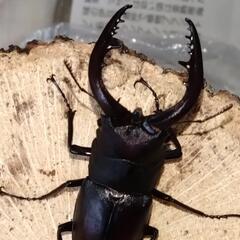 値下げしました！国産ノコギリクワガタ大型ペア