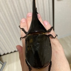 ヘラクレスオオカブト　幼虫ペアの画像