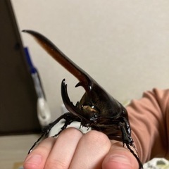 ヘラクレスオオカブト　幼虫ペアの画像