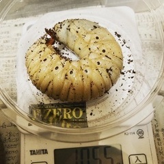 ヘラクレスオオカブト　幼虫ペアの画像