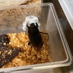 ヘラクレスオオカブト　幼虫ペアの画像