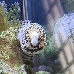 【お話し中】海水魚　クモウツボ