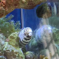 【お話し中】海水魚　クモウツボの画像