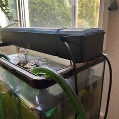 水槽　アヌビアス　ウィローモス　他備品　現在有料のみ込み込み一万の画像