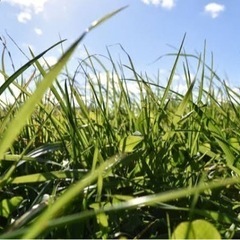 うさぎの乾燥オーガニックおやつ　受注