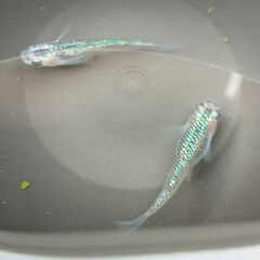 宮桜の有精卵15個+α