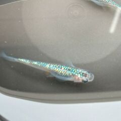 宮桜の有精卵15個+αの画像