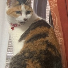 人間大好き！甘え上手な三毛猫みぃちゃん