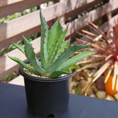 【中株/有望株】アガベ/サルミアナフェロックス(Agave salmiana var.ferox)の画像