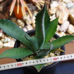 【中株/有望株】アガベ/サルミアナフェロックス(Agave salmiana var.ferox)の画像
