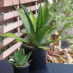 【中株/有望株】アガベ/サルミアナフェロックス(Agave salmiana var.ferox)の画像