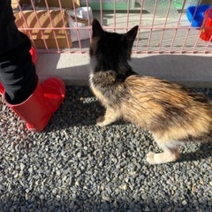 2、3日前にひょっこりやってきました。