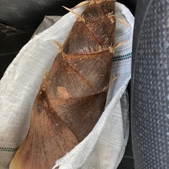 筍　たけのこ