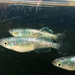 龍魔王メダカ(オリジナル)の有精卵15個+αの画像