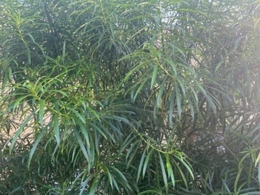 黄花きょうちくとう(値下げしました。)