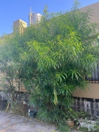 黄花きょうちくとう(値下げしました。)