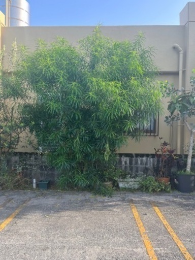 黄花きょうちくとう(値下げしました。)