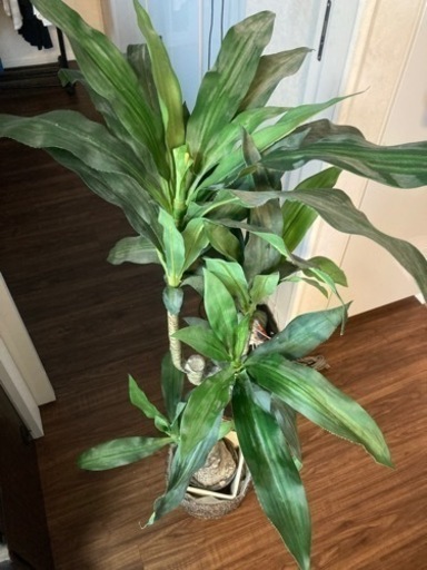 人工観葉植物　フェイクグリーン
