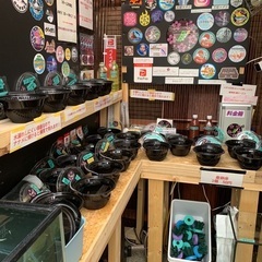 【五桜メダカ】4月18日　横須賀メダカ無人販売