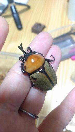 《手渡し限定》ヨツボシヒナカブト 幼虫4頭セット