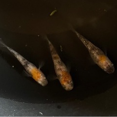 三色ラメ幹之メダカ　1ペア+1の画像