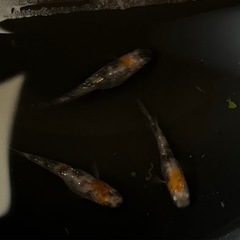三色ラメ幹之メダカ　1ペア+1の画像