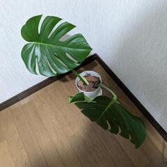 【決まりました】観葉植物　モンステラの画像