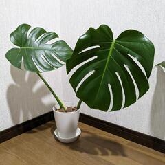【決まりました】観葉植物　モンステラ