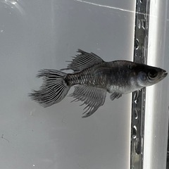 メダカ販売します！　火曜日水曜日対面販売可能！