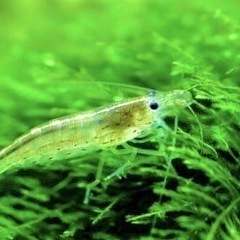 【再募集】ミナミヌマエビ　苔取り要員　アクアリウム