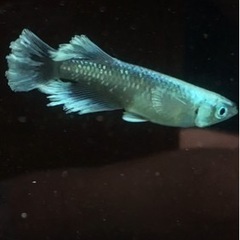 レーヴ　Azuma Medaka様直個体　稚魚10匹
