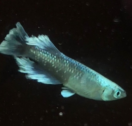 レーヴ　Azuma Medaka様直個体　稚魚10匹