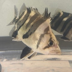 ユニコーンショートダトニオ