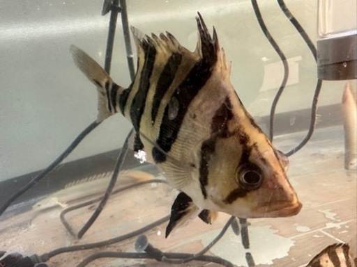 ユニコーンショートダトニオ