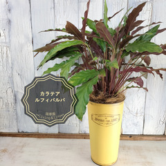 カラテア ルフィバルバ　観葉植物