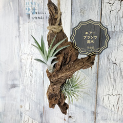 エアープランツ 流木　観葉植物