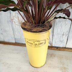 カラテア ルフィバルバ　観葉植物の画像