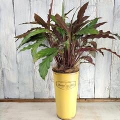 カラテア ルフィバルバ　観葉植物の画像