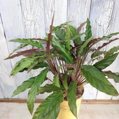 カラテア ルフィバルバ　観葉植物の画像